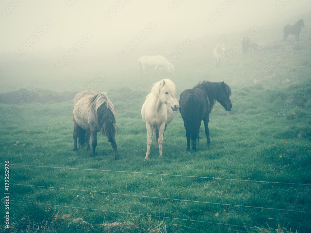 koń islandzki - obrazy, fototapety, plakaty 