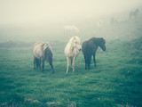 koń islandzki