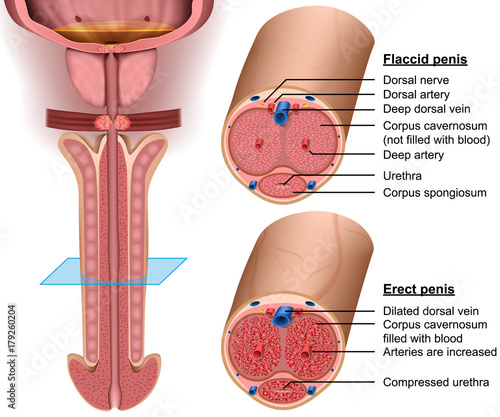structura penisului penis