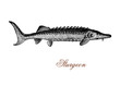 vintage engraving of sturgeon, fish inhabitant of subtropical, temperate and sub-Arctic rivers, lakes and coastlines . It is well known for the roe processed as caviar, luxury food.