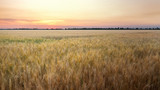 Fototapeta Na sufit - sunset on the wheat field / sunset yellow field of ripe wheat