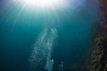 Wall Mural - underwater background of air bubbles on blue, coral reef with fish, sunbeams going from water surfac