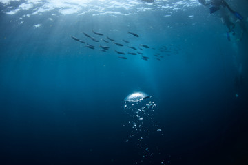 Wall Mural - blue ocean water