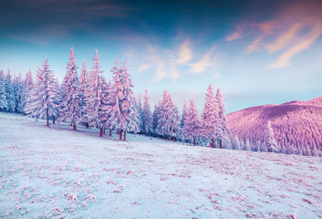 Poster - Splendid winter sunrise in Carpathian mountains with snow covered grass and firtrees.