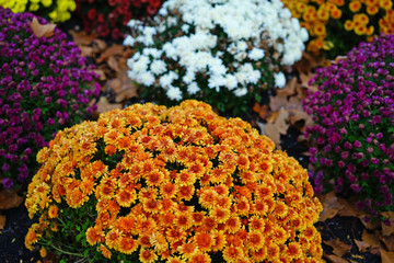 Wall Mural - Colorful chrysanthemum flowers in the fall