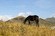 The Horse, With His Head Down, Grazes On The Mountain Pasture