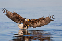 Bald Eagle With Wings Spread And Talons Forward Catching Fish In Alaska