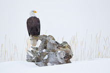 Bald Eagle Sitting On Large Piece Of Drift Wood In The Snow In Alaska