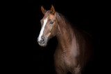 Fototapeta Konie - Red horse portrait on black background