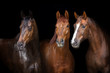 © callipso88 - Horses portrait isolated on black background