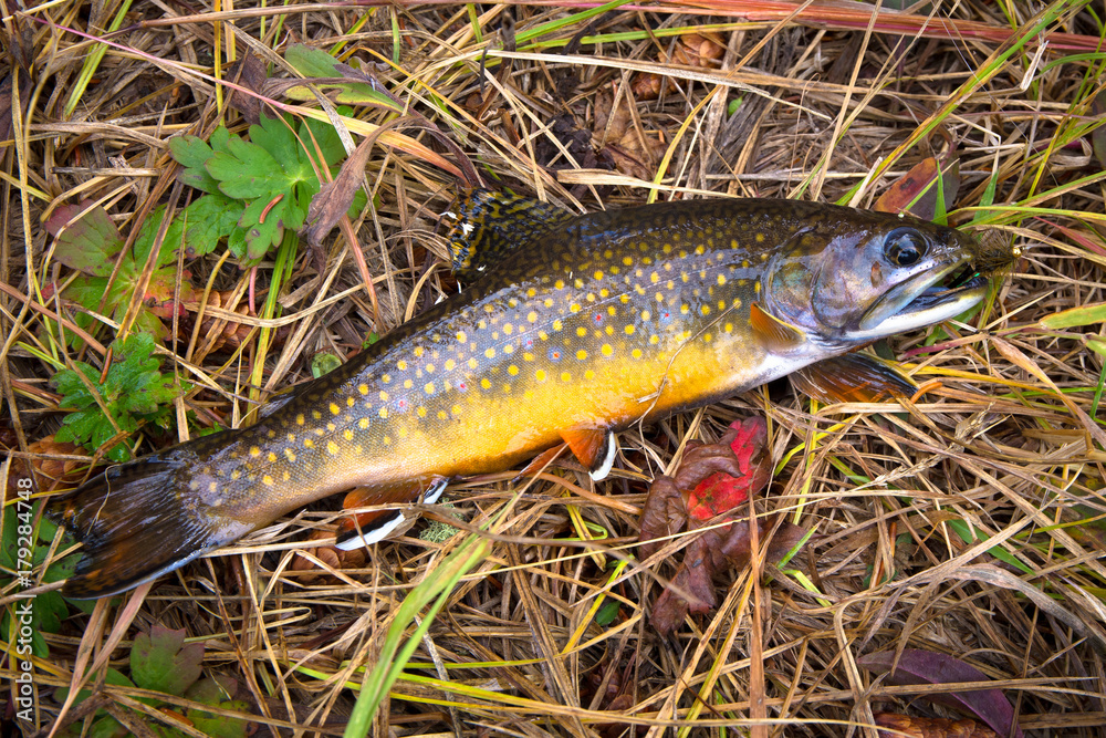 Brook Trout