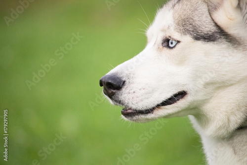 Zdjęcie XXL portret szary i biały pies husky na tle zielonej trawie niewyraźne