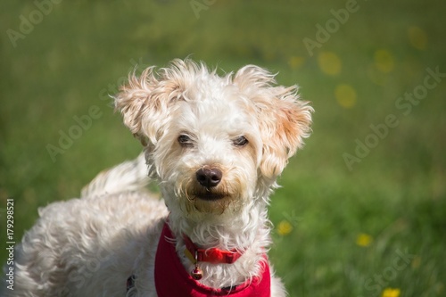 Un Petit Chien Blanc Au Poils Frisé Est Très Curieux Buy