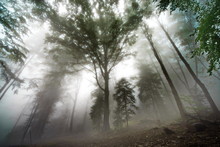 Foggy Forest
