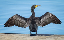 Cormorant Drying Wings