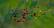 © andrey7777777 - asparagus with red berries. Asparagus densiflorus