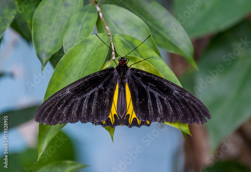 Plakat Butterfly z Malezji