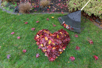 fallen leaves raked into heart shape on green grass lawn