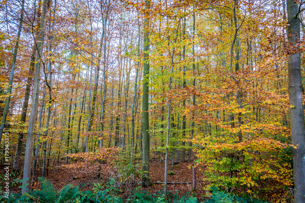 Kurfürstlicher Thiergarten Alt-Arnsberg