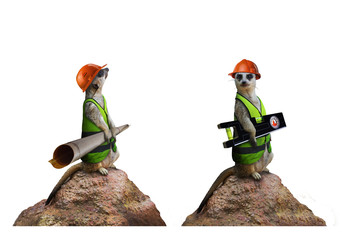 Two isolated funny suricates constructor workers holding building level and project plan photo.