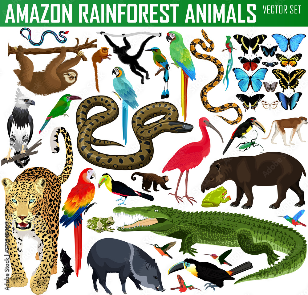 big set of vector amazon rainforest jungle animals - obrazy, fototapety, plakaty 