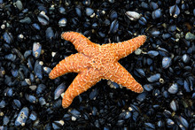 Orange Starfish On A Bed Of Mussels