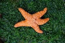 Orange Starfish On A Bed Of Green Seaweed