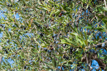 Wall Mural - olive tree with fruits