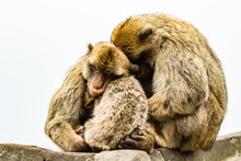 Family Of Barbary Apes