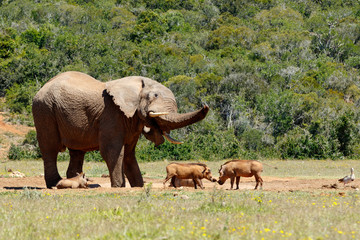 Wall Mural - Elephant chasing the warthogs