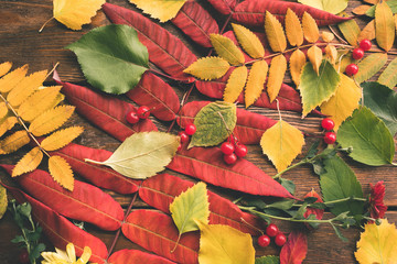 Wall Mural - Autumn leaves and berries mix. abstract fall background