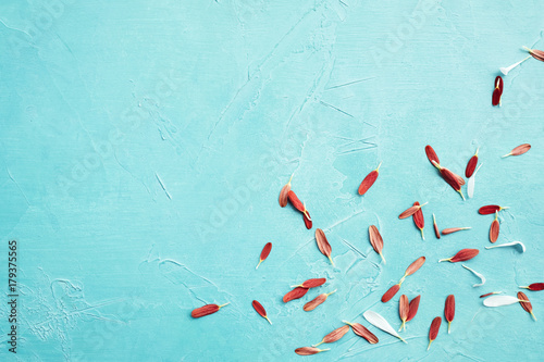 Fotomural Beautiful flower petals on the blue background