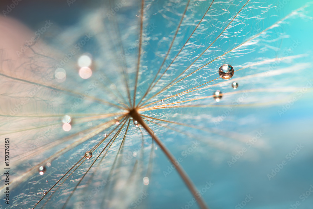 The droplet of water on the seed of dandelion . Dandelion on a turquoise background. Selective focus - obrazy, fototapety, plakaty 