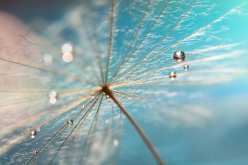 Wall Mural - the droplet of water on the seed of dandelion . dandelion on a turquoise background. selective focus