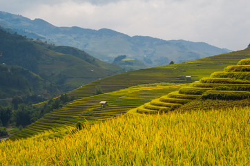 terrace field rice on the harvest season at bac son valley, lang son province, famous tourist destin