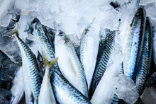 Fresh Mackerel In Box With Ice At The Fish Market