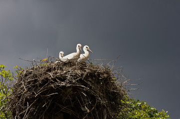 Wall Mural - nest with three storks against the stormy sky