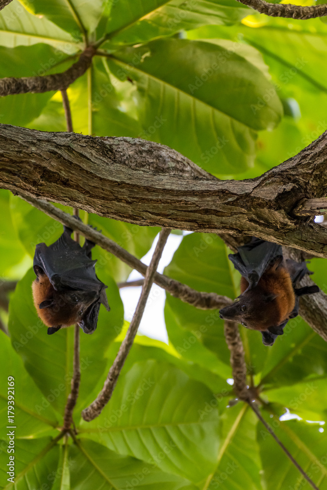 Fruit bat hanging upside down on a palm tree in Maratua Island ...