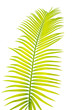 feuille de palmier sagoutier sur fond blanc