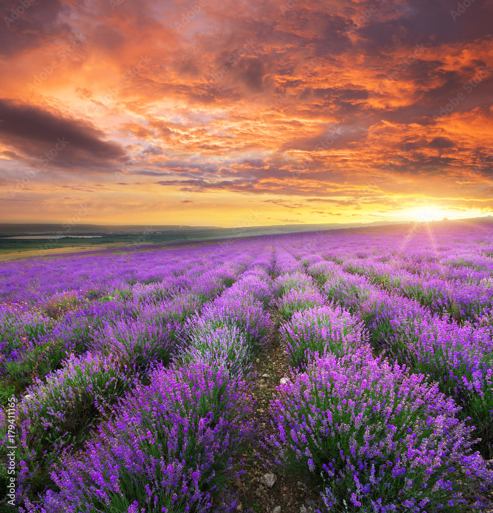 Meadow of lavender. - obrazy, fototapety, plakaty 
