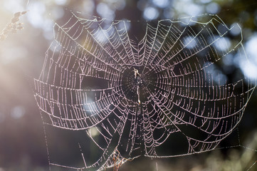Autumn wet spider net