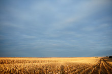 Golden Light On A Corn Field During Harvesting
