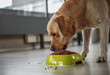 © Yakobchuk Olena - Serene dog tasting delicious meal