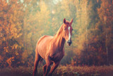 Fototapeta Konie - Portrait of red horse runs on the trees background in autumn