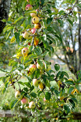 Sticker - Red apples growing on tree.