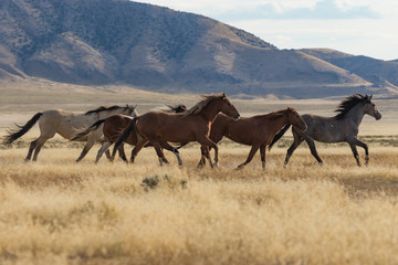 Wall Mural - herd of wild horses (mustangs) in the utah desert