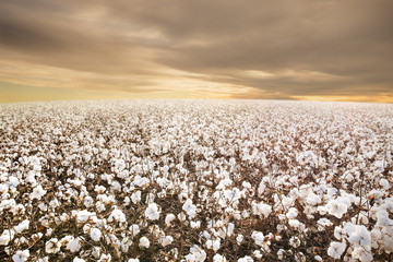 Texas Cotton Field with morning Sunrise