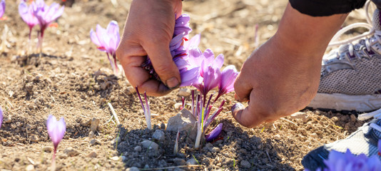 Wall Mural - Worker harvesting crocus in a field at autumn