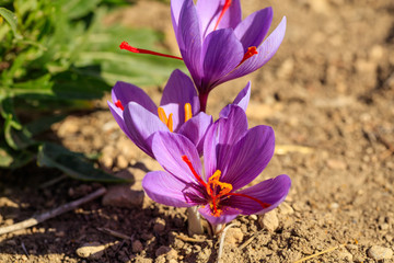 Wall Mural - Close up of saffron flowers in a field at autumn