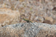 Lizard in Canyon Bridge Arizona USA